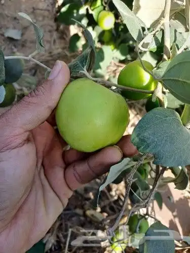 تطعيم السدر البلدي بسدر تفاحي 4