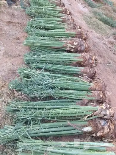 نخل مشكل متوجد في تبوك 0