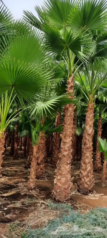 نخل واشنطن 9