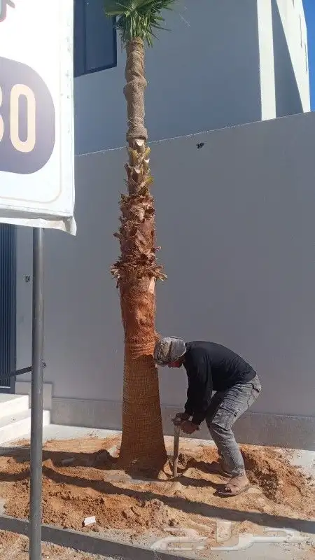 يوجد الدينا نخل وشنطني درجه اول ابومروحه 3