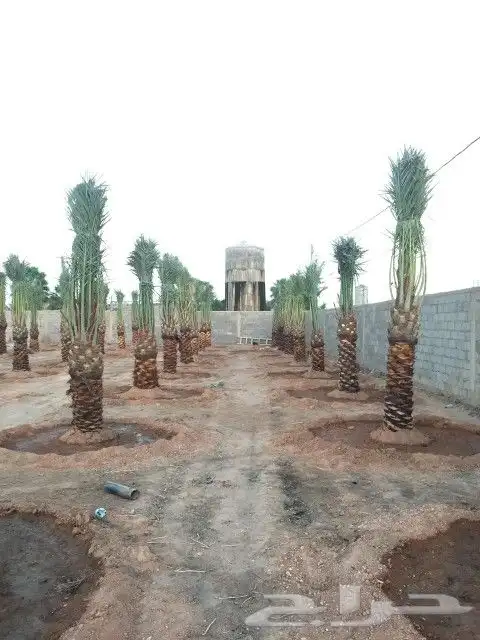 نخل مشكل متوجد في تبوك 2