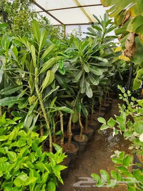 تنسيق زراعه الثيل الطبيعي وتركيب شبكات الري 5