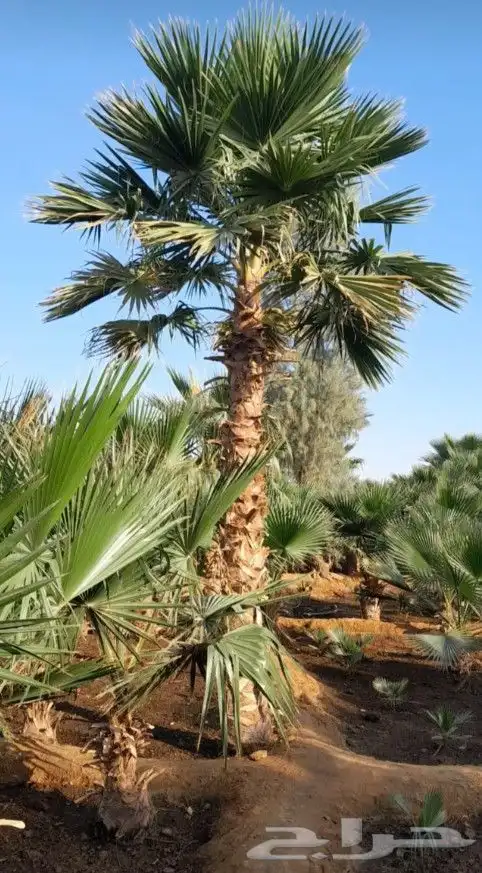 نخل واشنطن 0