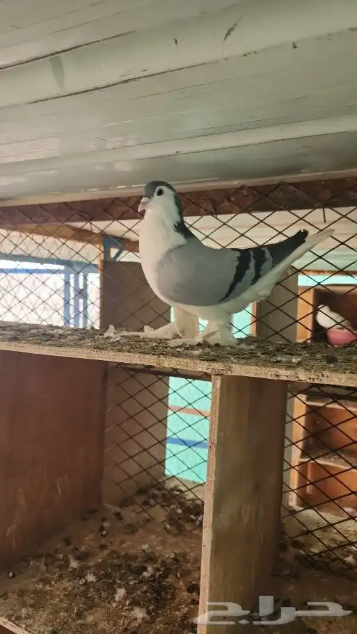 حمام شيرازي 0