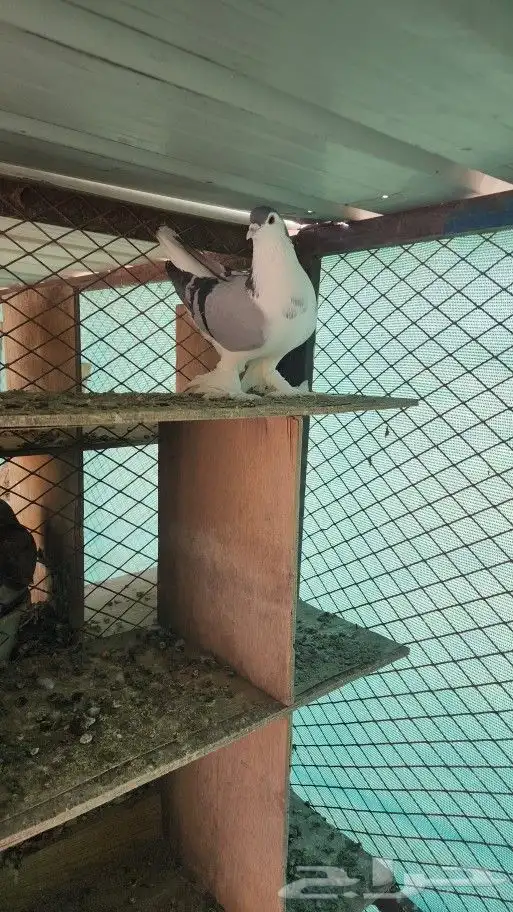 حمام شيرازي 2