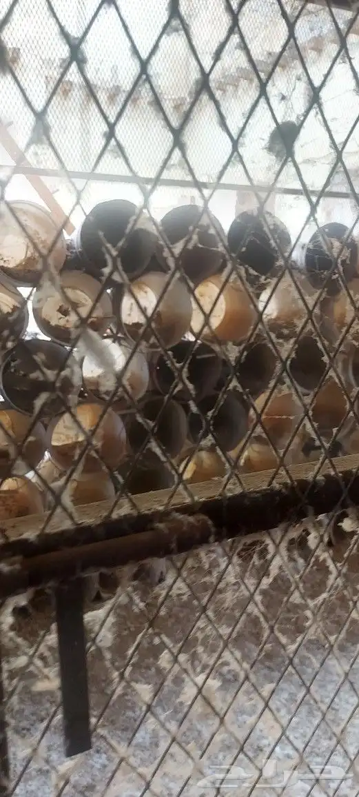 شبوك عشش حمام للبيع 5