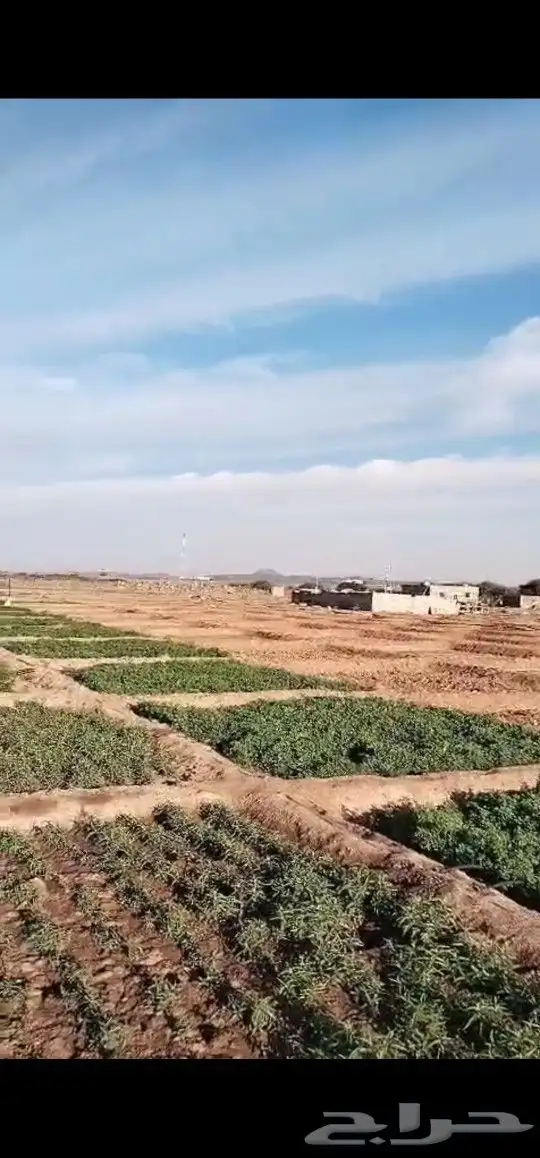 نعناع مغربي و حساوي وجرجير.عضوي بدون اي مواد كميائيه 1