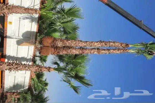 نخل واشنطن 8