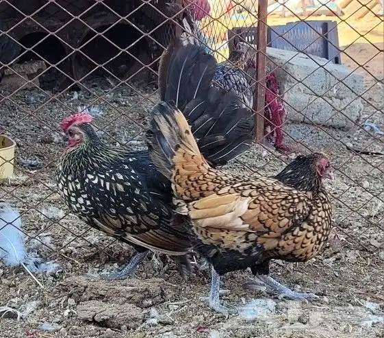 دجاج سبرايت 3