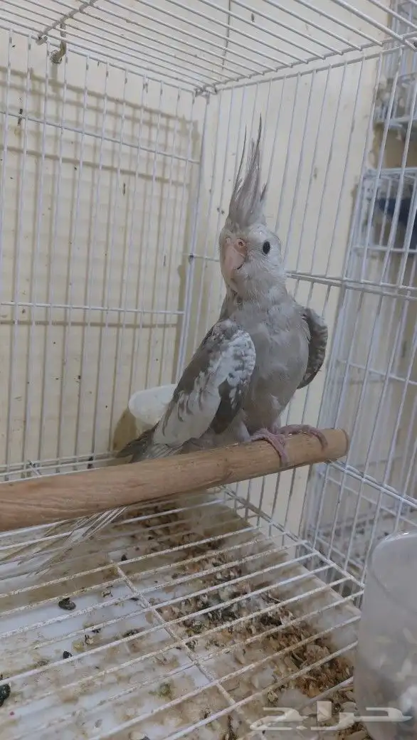 للبيع فرخ كروان 3