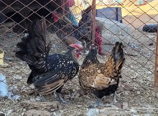 دجاج سبرايت 6