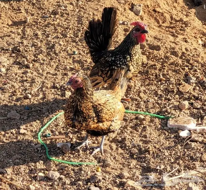 دجاج سبرايت 1