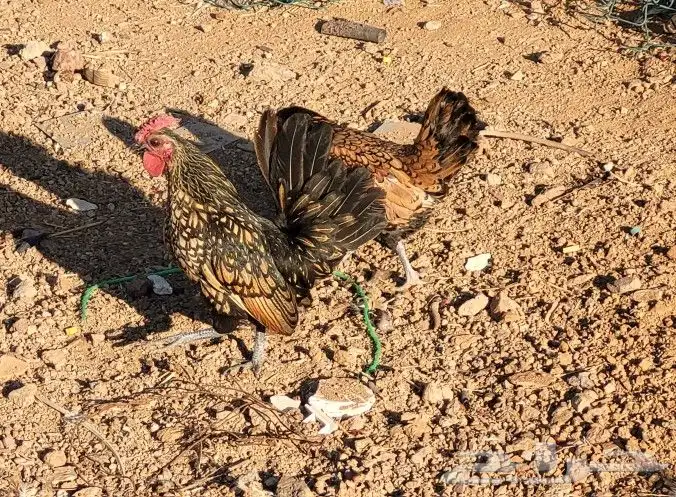 دجاج سبرايت 0