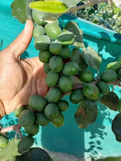 تطعيم السدر البلدي بسدر تفاحي 3