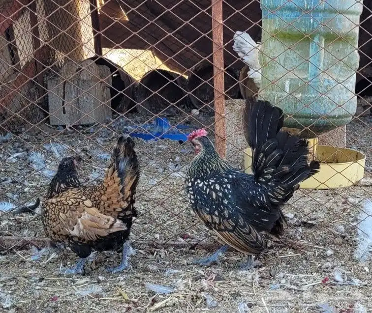 دجاج سبرايت 4