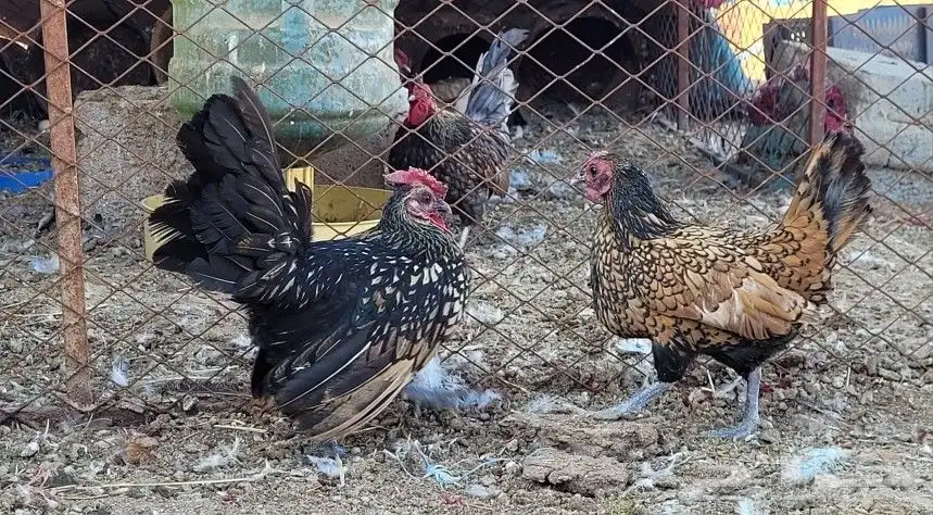 دجاج سبرايت 2
