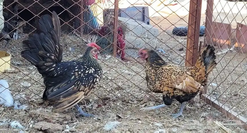 دجاج سبرايت 5