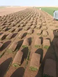 ثيل سي 2000 صافي وطبيعي درجة اوله يوجد تركيب وتوريد داخل الر 1