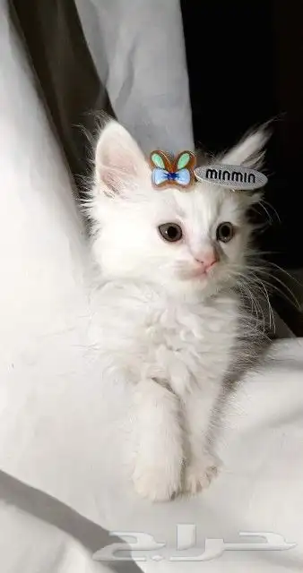 قطه شيرازي بيشة 2