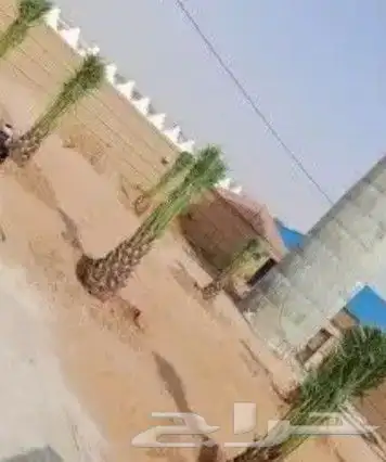 لجميع انواع النخيل وشنطني وعربي 4