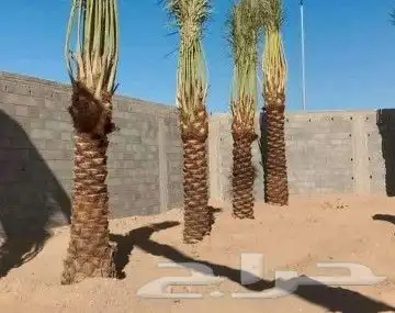 سلام عليكم يوجد لدينا انخيل صقعي درجه اولا مطوق اعمر 2