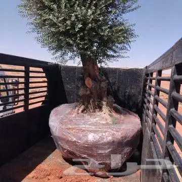 مزرعة الياسمين 4