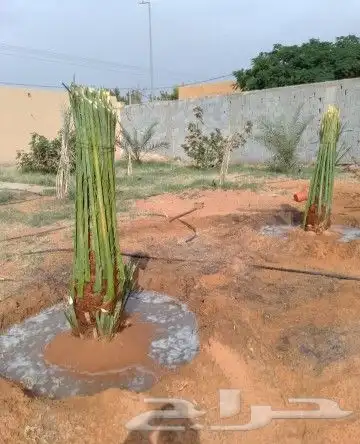 نخيل مثمر وزينه بجميع أنواعه ومقاساته المختلفه وبنان التراث 8