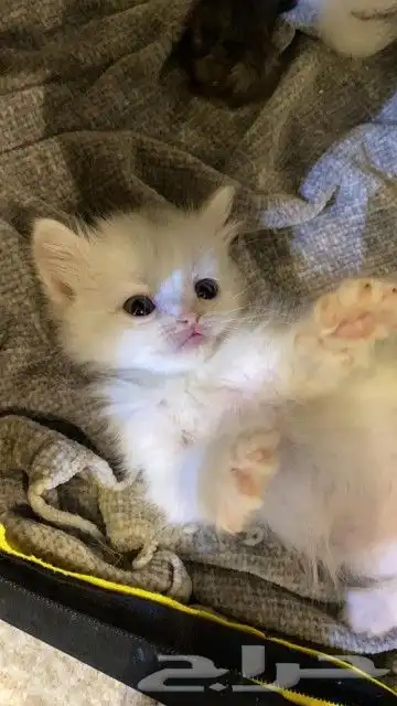 قطه شيرازي بيشة 3