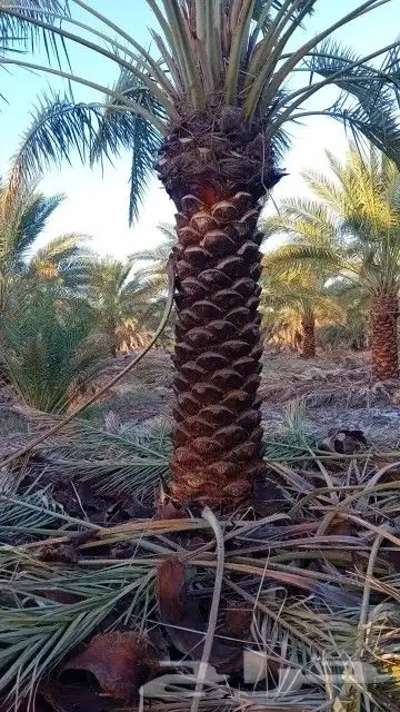 نخل صقعي وخلاص نقايل وفسايل وشاجارجهنميه وشبوك جميع المناطق 2