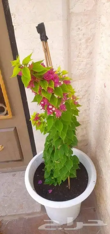 مزرعة الياسمين 9