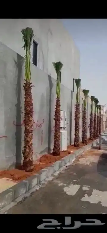 مزرعة الياسمين 5