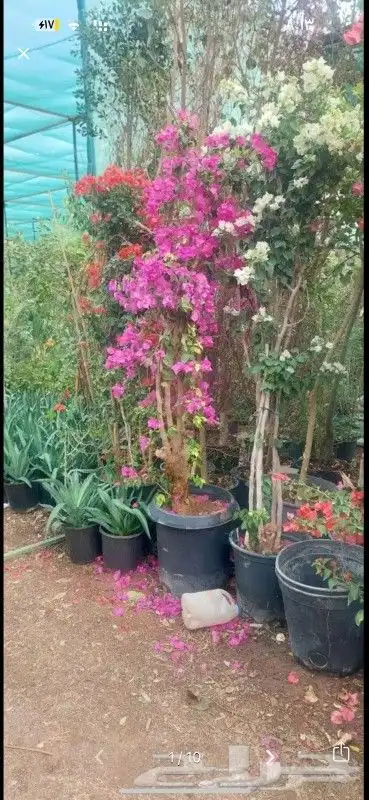 نخل صقعي وخلاص نقايل وفسايل وشاجارجهنميه وشبوك جميع المناطق 8