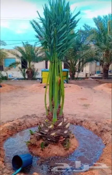 نخل صقعي وخلاص نقايل وفسايل وشاجارجهنميه وشبوك جميع المناطق 3