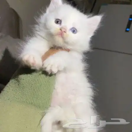 قطه شيرازي بيشة 0