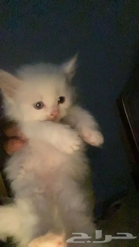 قطه شيرازي بيشة 5