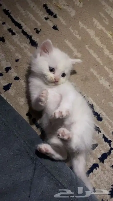 قطه شيرازي بيشة 4