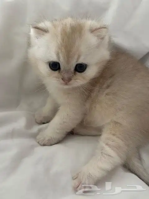 (قط سكوتش فولد قولد بيور للتزاوج ) 5