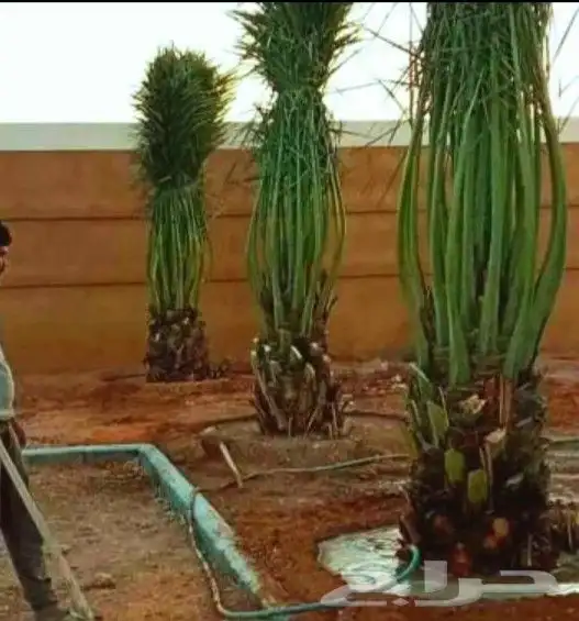 نخل صقعي وخلاص نقايل وفسايل وشاجارجهنميه وشبوك جميع المناطق 4
