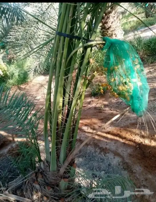 نخل صقعي وخلاص نقايل وفسايل وشاجارجهنميه وشبوك جميع المناطق 6