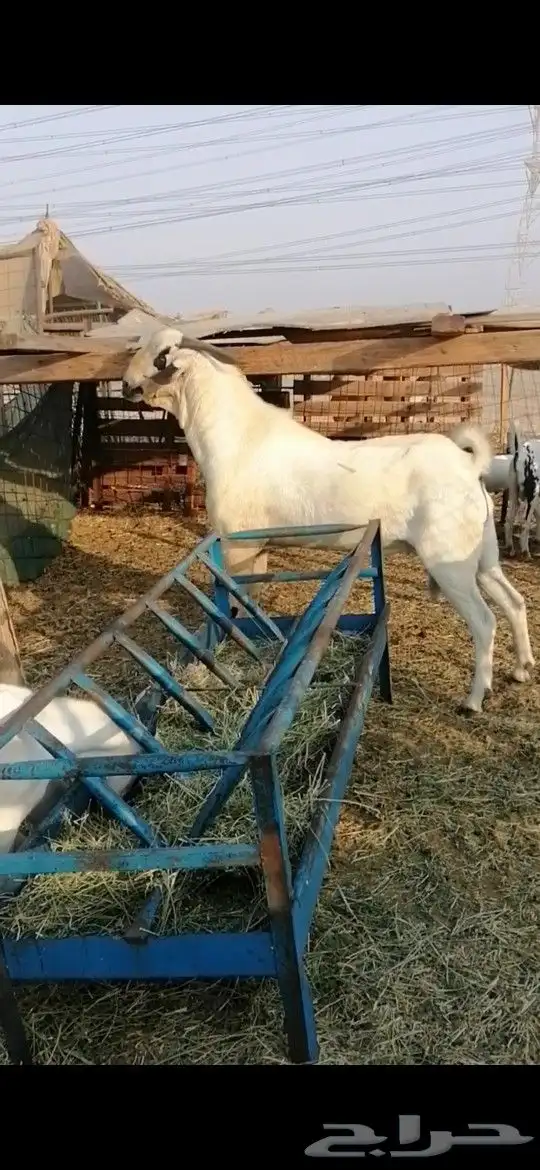 تيس بيشي أكحل 6
