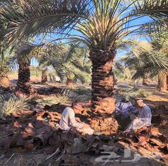 نخل صقعي وخلاص نقايل وفسايل وشاجارجهنميه وشبوك جميع المناطق 7