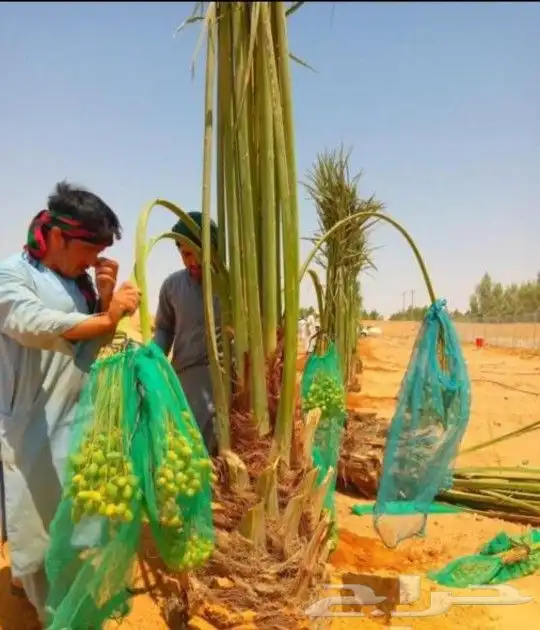 نخل صقعي وخلاص نقايل وفسايل وشاجارجهنميه وشبوك جميع المناطق 5