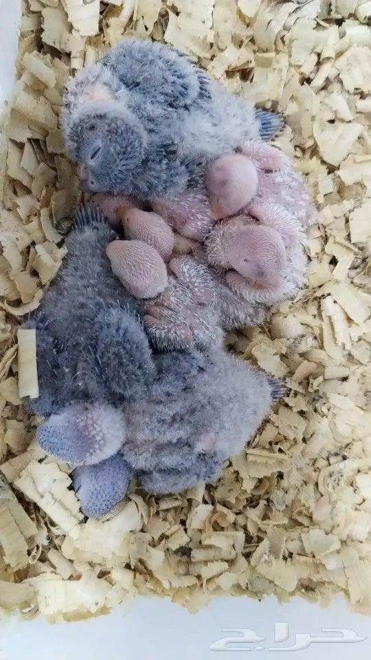 فروخ روز و فروخ كنيور 0