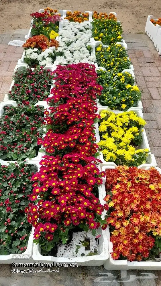 مزرعة الياسمين 0