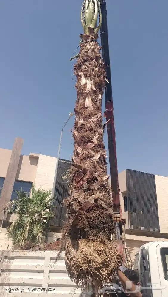 أعمال احواض زراعية وتركيب وتوريد ثيل طبيعي تصميم حديقة مودرن 7