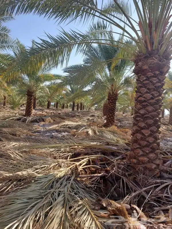 نخل صقعي وخلاص نقايل وفسايل وشاجارجهنميه وشبوك جميع المناطق 0