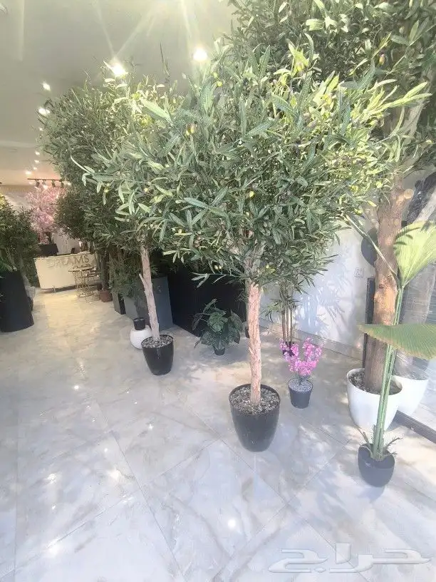 اشجار زيتون صناعي 2