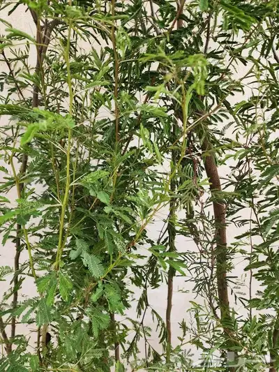 شتلات طلح فتنه متر ونص 0