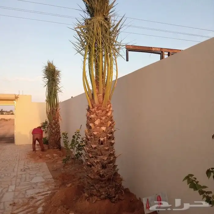 تكريب وتوريد وغرس النخل 3