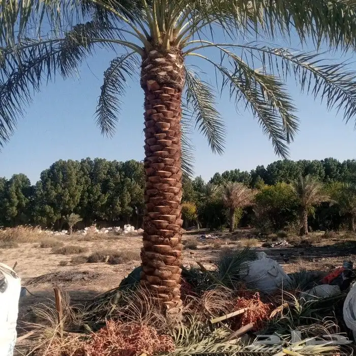 تكريب وتوريد وغرس النخل 1